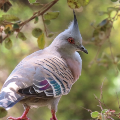 Ocyphaps lophotes (Crested Pigeon) at Kambah, ACT - 23 Dec 2022 by MatthewFrawley