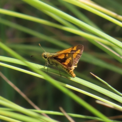 Ocybadistes walkeri (Green Grass-dart) at Kambah, ACT - 23 Dec 2022 by MatthewFrawley