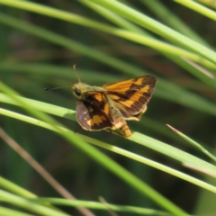 Ocybadistes walkeri at Kambah, ACT - 23 Dec 2022 02:29 PM