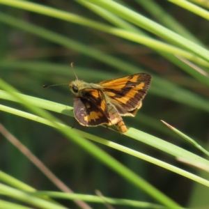 Ocybadistes walkeri at Kambah, ACT - 23 Dec 2022