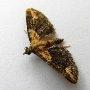 Pasiphilodes testulata at Crooked Corner, NSW - 22 Dec 2022