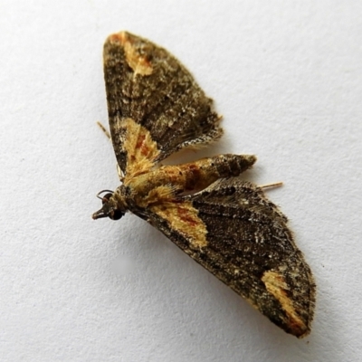 Pasiphilodes testulata (Pome looper) at Crooked Corner, NSW - 22 Dec 2022 by Milly