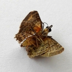 Pasiphilodes testulata at Crooked Corner, NSW - 22 Dec 2022