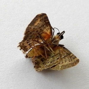 Pasiphilodes testulata at Crooked Corner, NSW - 22 Dec 2022