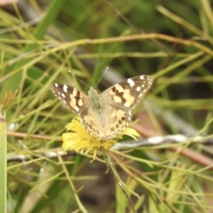 Vanessa kershawi (Australian Painted Lady) at Bundanoon, NSW - 22 Nov 2022 by GlossyGal