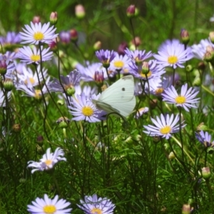 Pieris rapae at Burradoo, NSW - suppressed