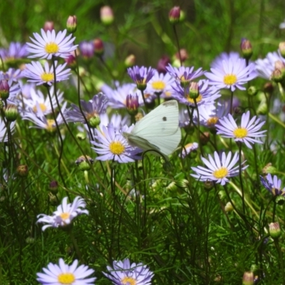 Pieris rapae (Cabbage White) at Burradoo, NSW - 24 Nov 2022 by GlossyGal