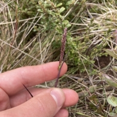 Deyeuxia (genus) (A Bent Grass) at Yaouk, NSW - 19 Nov 2022 by MattM