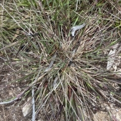 Deyeuxia sp. at Yaouk, NSW - 19 Nov 2022