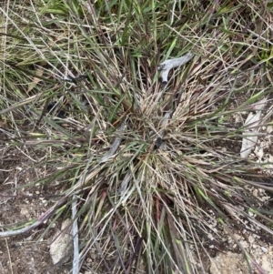 Deyeuxia sp. at Yaouk, NSW - 19 Nov 2022