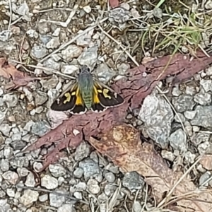 Trapezites phigalioides at Paddys River, ACT - 23 Dec 2022