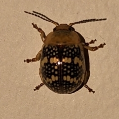 Paropsis pictipennis (Tea-tree button beetle) at Uriarra Village, ACT - 23 Dec 2022 by jeremyahagan