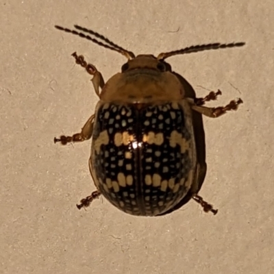 Paropsis pictipennis (Tea-tree button beetle) at Uriarra Village, ACT - 23 Dec 2022 by jeremyahagan