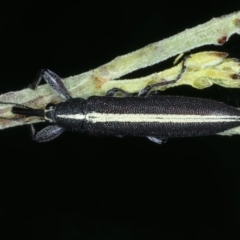 Rhinotia suturalis (Belid weevil) at Mount Ainslie - 21 Dec 2022 by jb2602