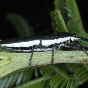 Rhinotia suturalis at Ainslie, ACT - 21 Dec 2022