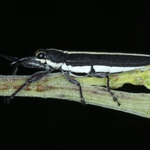 Rhinotia suturalis at Ainslie, ACT - 21 Dec 2022