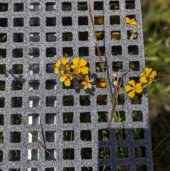 Goodenia sp. (Goodenia) at Bangalee, NSW - 15 Dec 2022 by Marchien