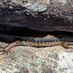 Eulamprus quoyii (Eastern Water Skink) at Tomerong, NSW - 15 Dec 2022 by Marchien