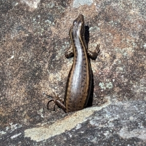 Eulamprus quoyii at Tomerong, NSW - 15 Dec 2022 11:16 AM