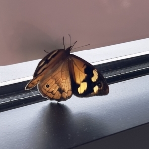 Heteronympha merope at Stromlo, ACT - 23 Dec 2022 04:55 PM