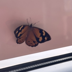 Heteronympha merope at Stromlo, ACT - 23 Dec 2022 04:55 PM