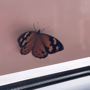 Heteronympha merope at Stromlo, ACT - 23 Dec 2022 04:55 PM