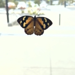 Heteronympha merope at Stromlo, ACT - 23 Dec 2022 04:55 PM