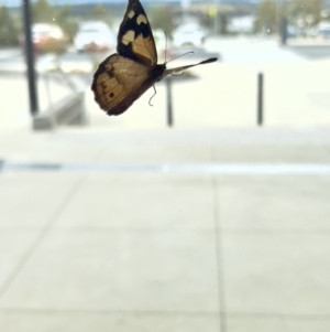 Heteronympha merope at Stromlo, ACT - 23 Dec 2022 04:55 PM