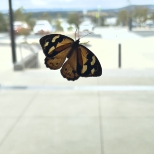 Heteronympha merope at Stromlo, ACT - 23 Dec 2022 04:55 PM