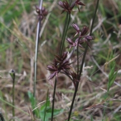 Juncus homalocaulis (A Rush) at Gundaroo, NSW - 23 Dec 2022 by MaartjeSevenster