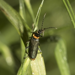 Chauliognathus lugubris at Higgins, ACT - 22 Dec 2022 12:28 PM