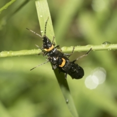 Chauliognathus lugubris at Higgins, ACT - 22 Dec 2022