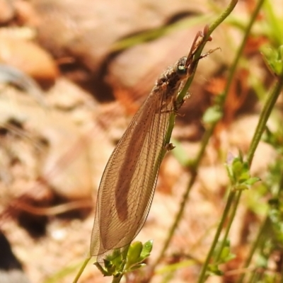 Glenoleon sp. (genus) (Antlion lacewing) at Woodstock Nature Reserve - 20 Dec 2022 by JohnBundock