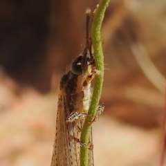 Glenoleon sp. (genus) at Coree, ACT - 20 Dec 2022