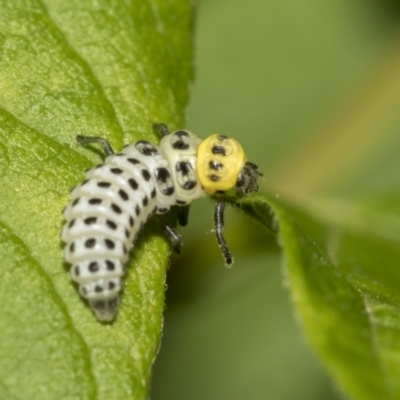 Illeis galbula (Fungus-eating Ladybird) at Higgins, ACT - 22 Dec 2022 by AlisonMilton