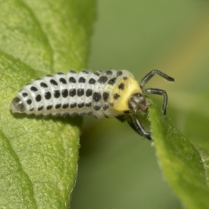 Illeis galbula at Higgins, ACT - 22 Dec 2022 12:31 PM