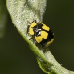 Illeis galbula at Higgins, ACT - 22 Dec 2022 12:31 PM