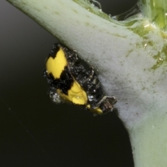 Illeis galbula at Higgins, ACT - 22 Dec 2022 12:31 PM