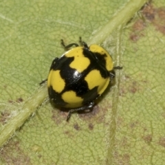 Illeis galbula at Higgins, ACT - 22 Dec 2022 12:31 PM