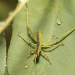 Torbia viridissima (Gum Leaf Katydid) at Higgins, ACT - 22 Dec 2022 by AlisonMilton