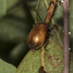 Ecnolagria grandis (Honeybrown beetle) at Higgins, ACT - 22 Dec 2022 by AlisonMilton