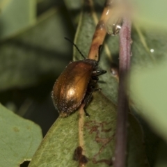 Ecnolagria grandis at Higgins, ACT - 22 Dec 2022