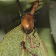 Ecnolagria grandis at Higgins, ACT - 22 Dec 2022