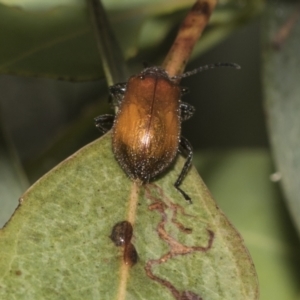 Ecnolagria grandis at Higgins, ACT - 22 Dec 2022