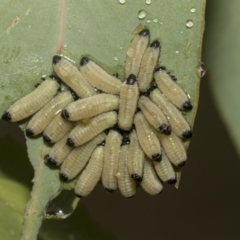 Paropsisterna cloelia (Eucalyptus variegated beetle) at Higgins, ACT - 22 Dec 2022 by AlisonMilton