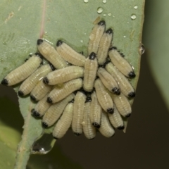Paropsisterna cloelia (Eucalyptus variegated beetle) at Higgins, ACT - 22 Dec 2022 by AlisonMilton