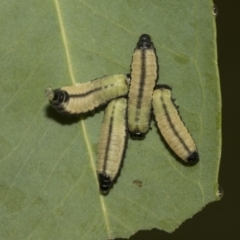 Paropsisterna cloelia at Higgins, ACT - 22 Dec 2022