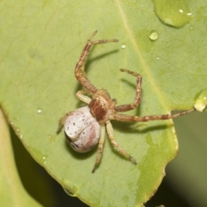 Thomisidae (family) at Higgins, ACT - 22 Dec 2022 12:42 PM