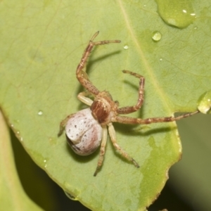 Thomisidae (family) at Higgins, ACT - 22 Dec 2022