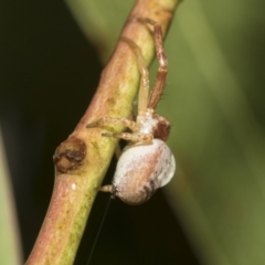 Thomisidae (family) at Higgins, ACT - 22 Dec 2022 12:42 PM